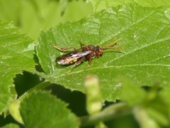 Nomada flava