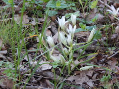 Ornithogalum sintenisii