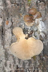 Pleurotus calyptratus