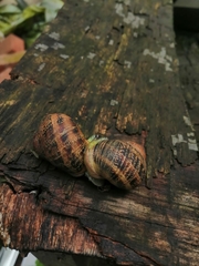 Cornu aspersum