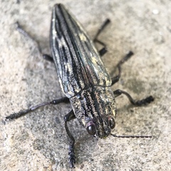 Chalcophora japonica