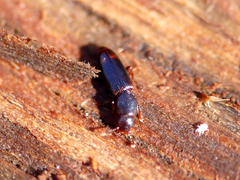 Rhizophagus bipustulatus