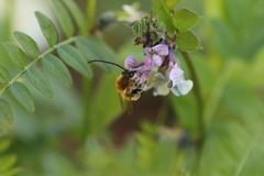 Eucera nigrescens