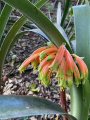 Clivia gardenii