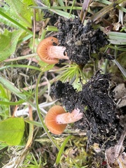 Laccaria laccata