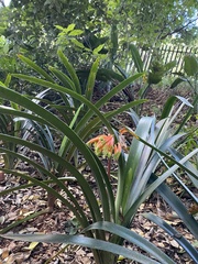 Clivia gardenii