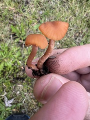 Laccaria laccata