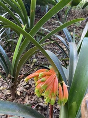 Clivia gardenii