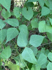 Phaseolus polystachios