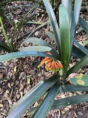 Clivia gardenii
