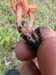 Laccaria laccata