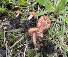 Laccaria laccata