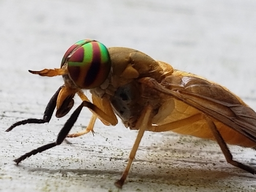 Yellow Fly of the Dismal Swamp photo 3