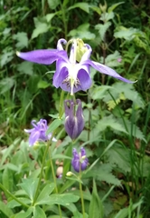 Aquilegia vulgaris