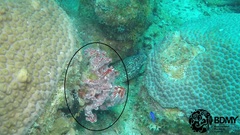 Monanchora arbuscula