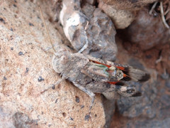 Scintharista notabilis