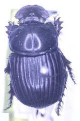 Copris
