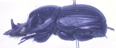 Copris