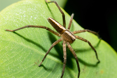 Neoctenus