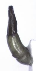 Copris