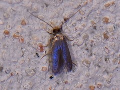 Phaeoses sabinella