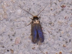 Phaeoses sabinella