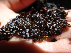 Physarum pezizoideum