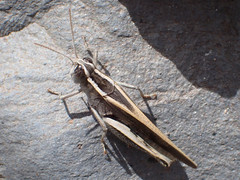 Calliptamus plebeius