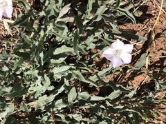 Convolvulus equitans