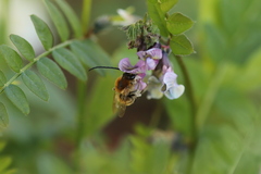 Eucera nigrescens