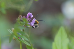 Eucera nigrescens