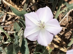 Convolvulus equitans