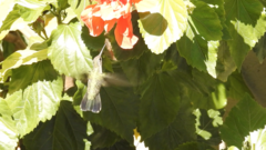 Cynanthus latirostris