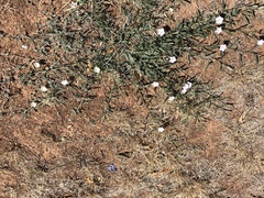 Convolvulus equitans