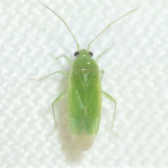 Apachemiris areolatus