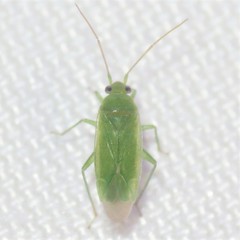 Apachemiris areolatus