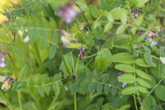 Eucera nigrescens