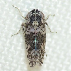 Lycioides condalianus