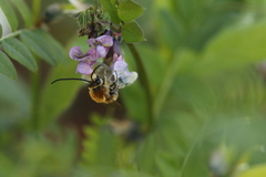 Eucera nigrescens
