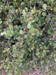 Muehlenbeckia complexa
