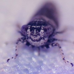 Lycioides condalianus