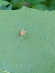 Rhagio hirtus