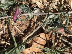 Malvella sagittifolia