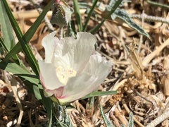 Malvella sagittifolia