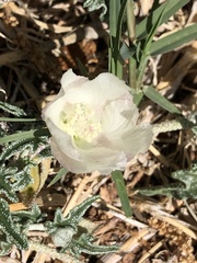 Malvella sagittifolia