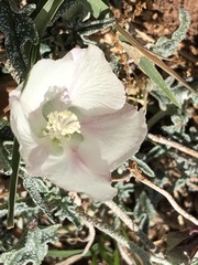 Malvella sagittifolia