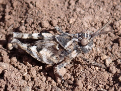 Oedipoda canariensis