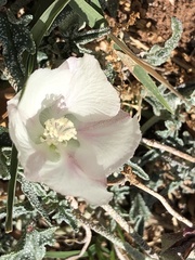 Malvella sagittifolia