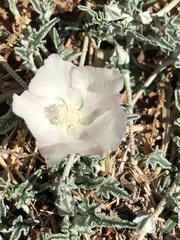 Malvella sagittifolia