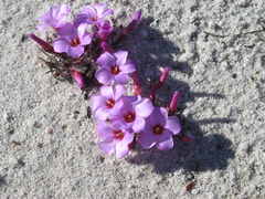 Oxalis stokoei
